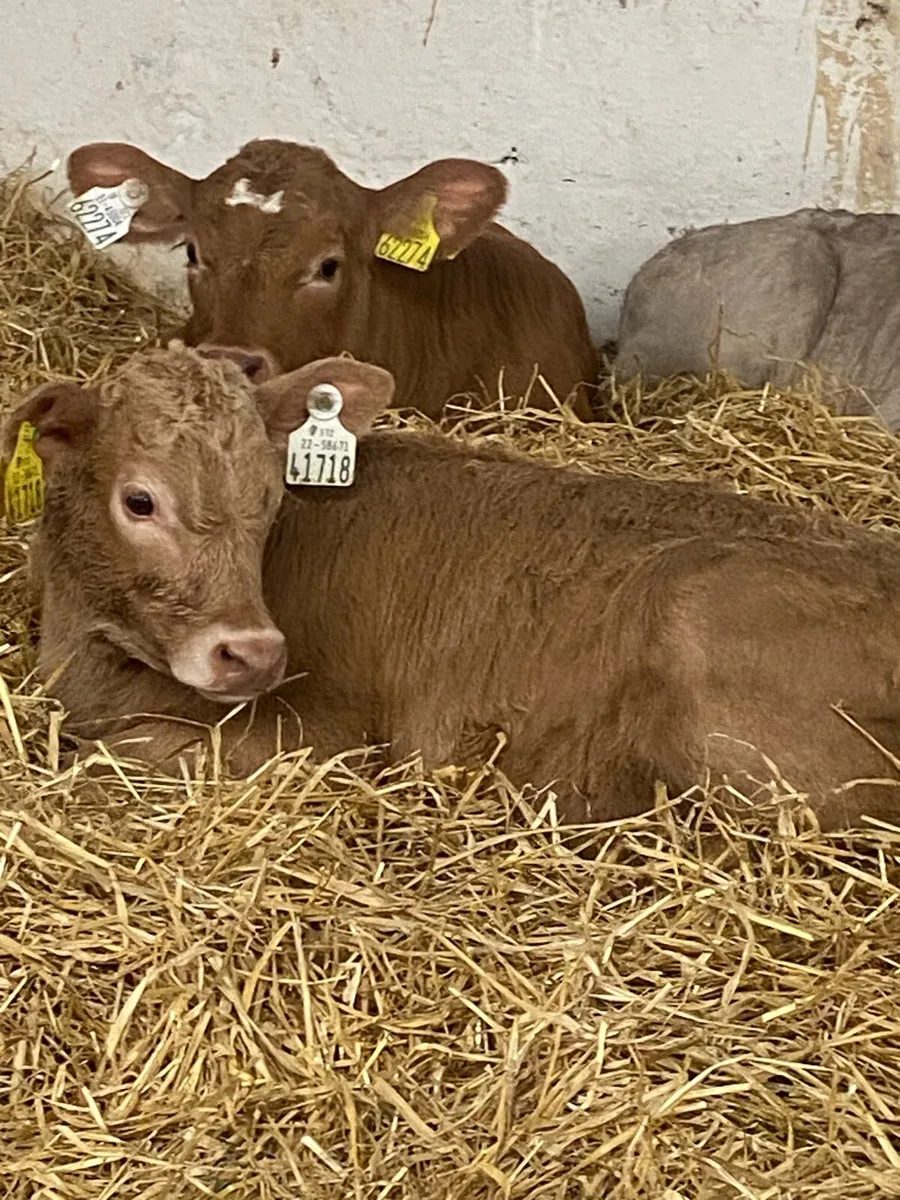 6 PROPER CH HEIFER CALVES - Image 1