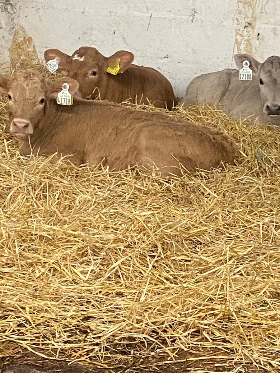 6 PROPER CH HEIFER CALVES - Image 4