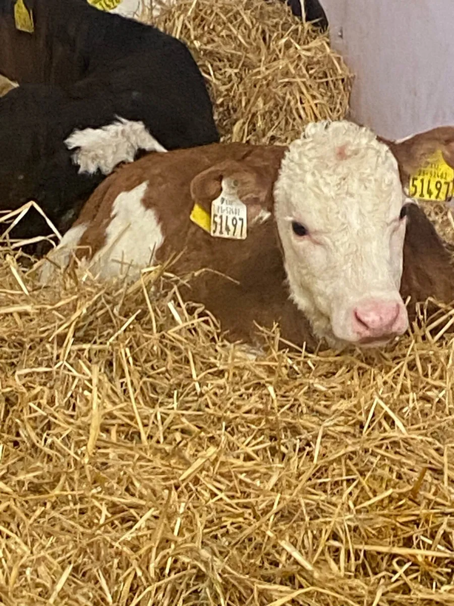 6 CONTINENTAL HEIFER CALVES - Image 1