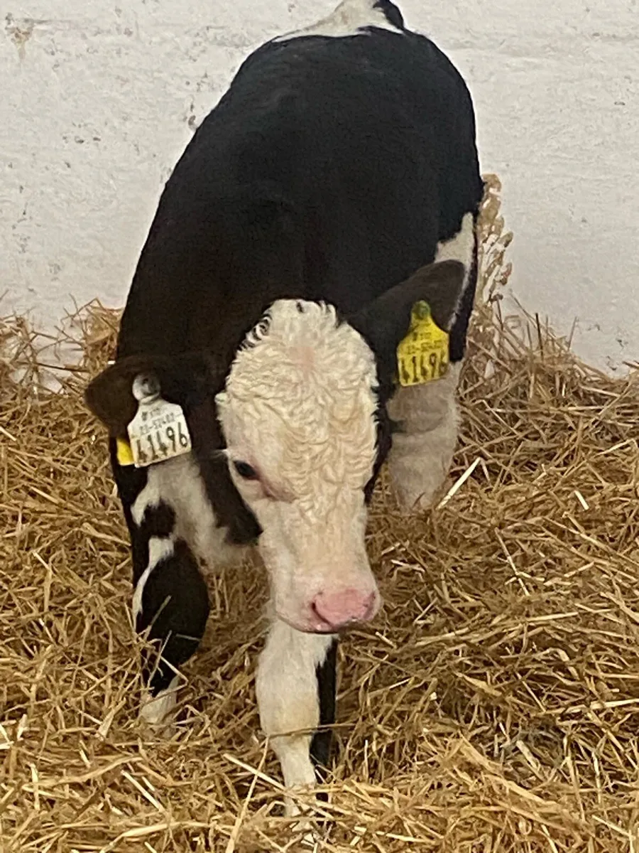 6 CONTINENTAL HEIFER CALVES - Image 3