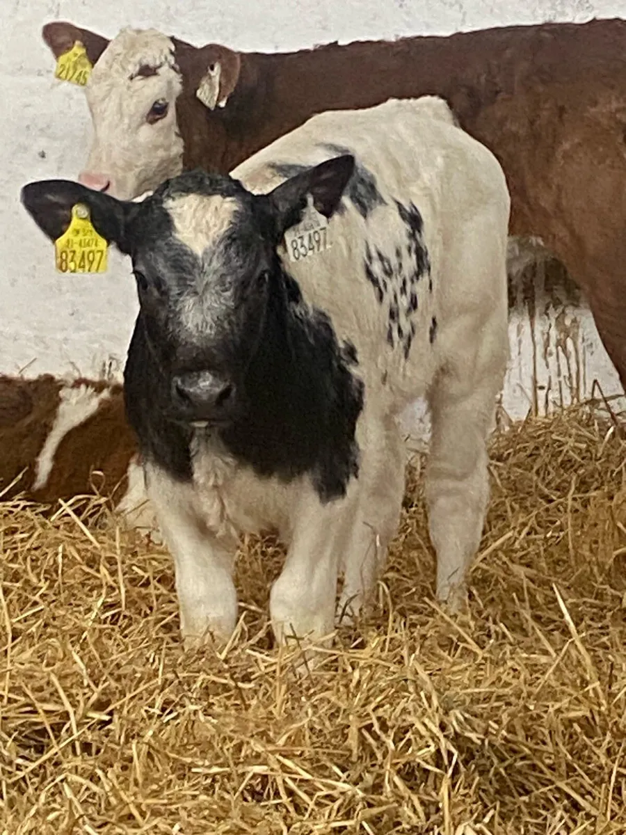 6 CONTINENTAL HEIFER CALVES - Image 4