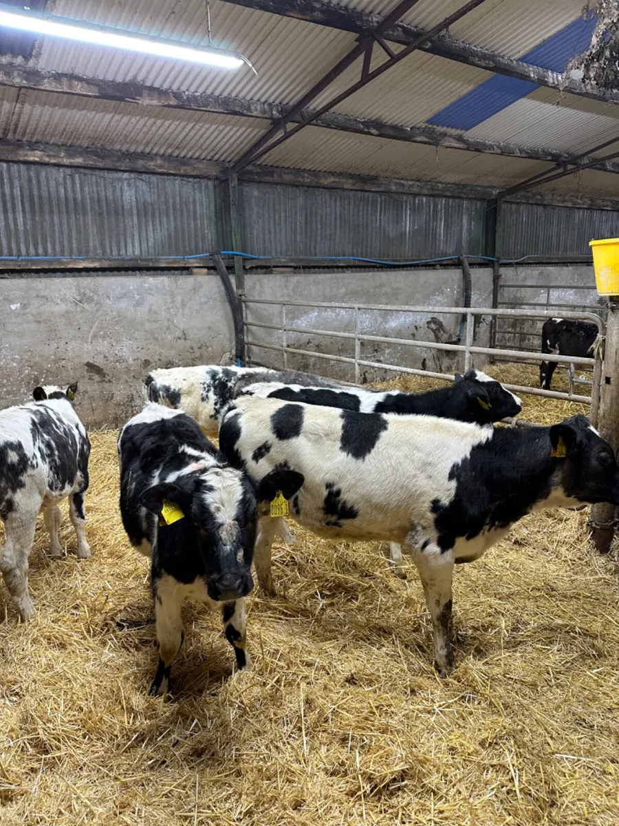 Blue heifers - Image 1