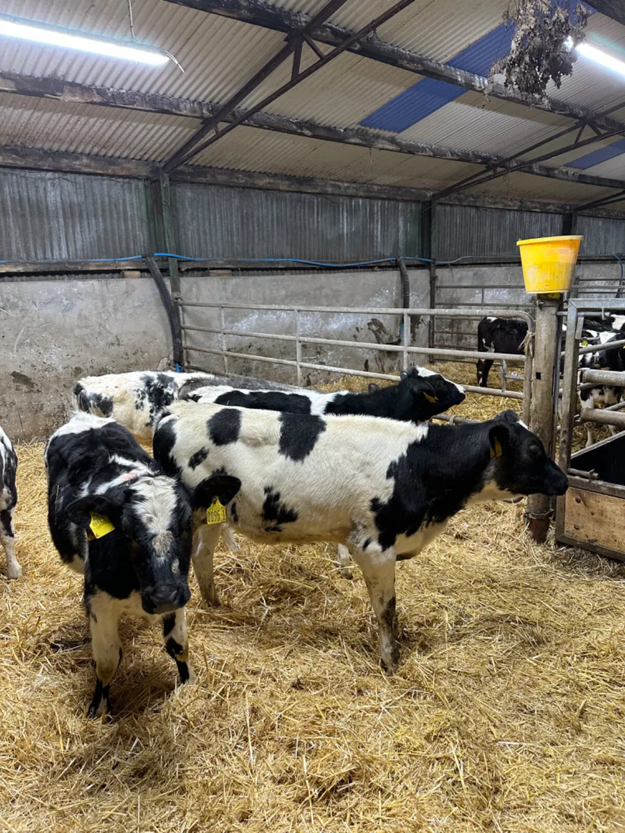 Blue heifers - Image 3