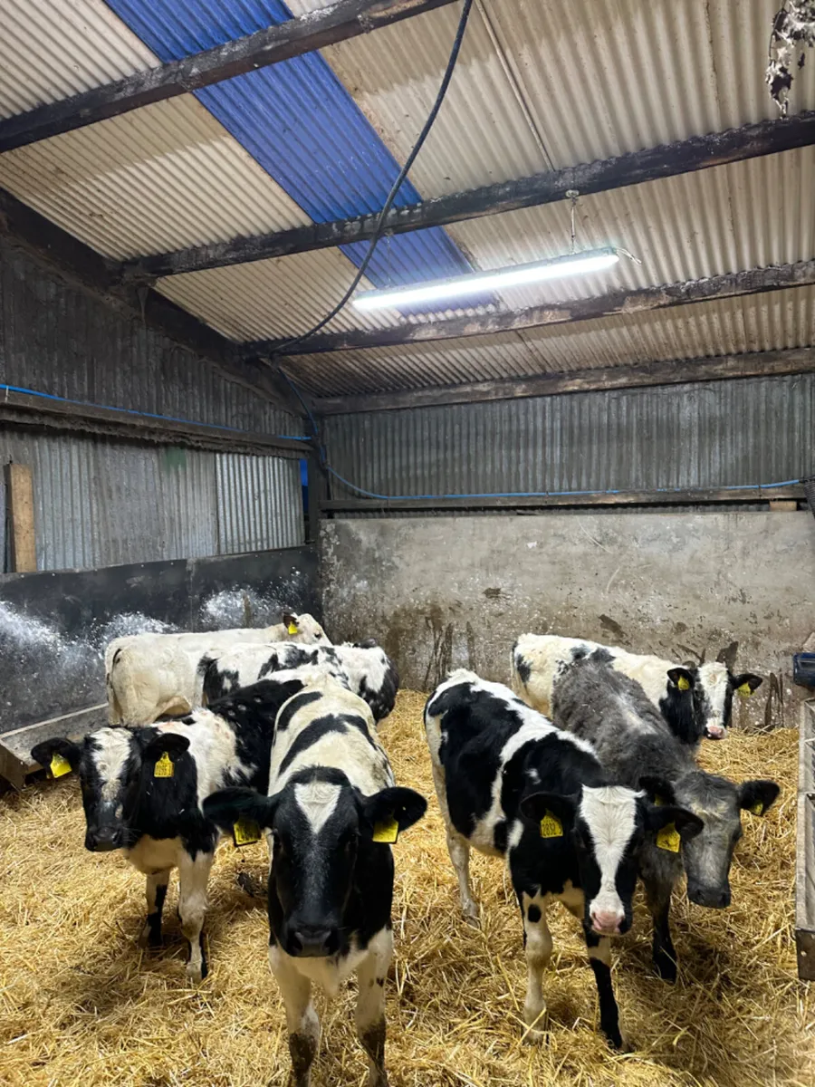 Blue heifers - Image 4