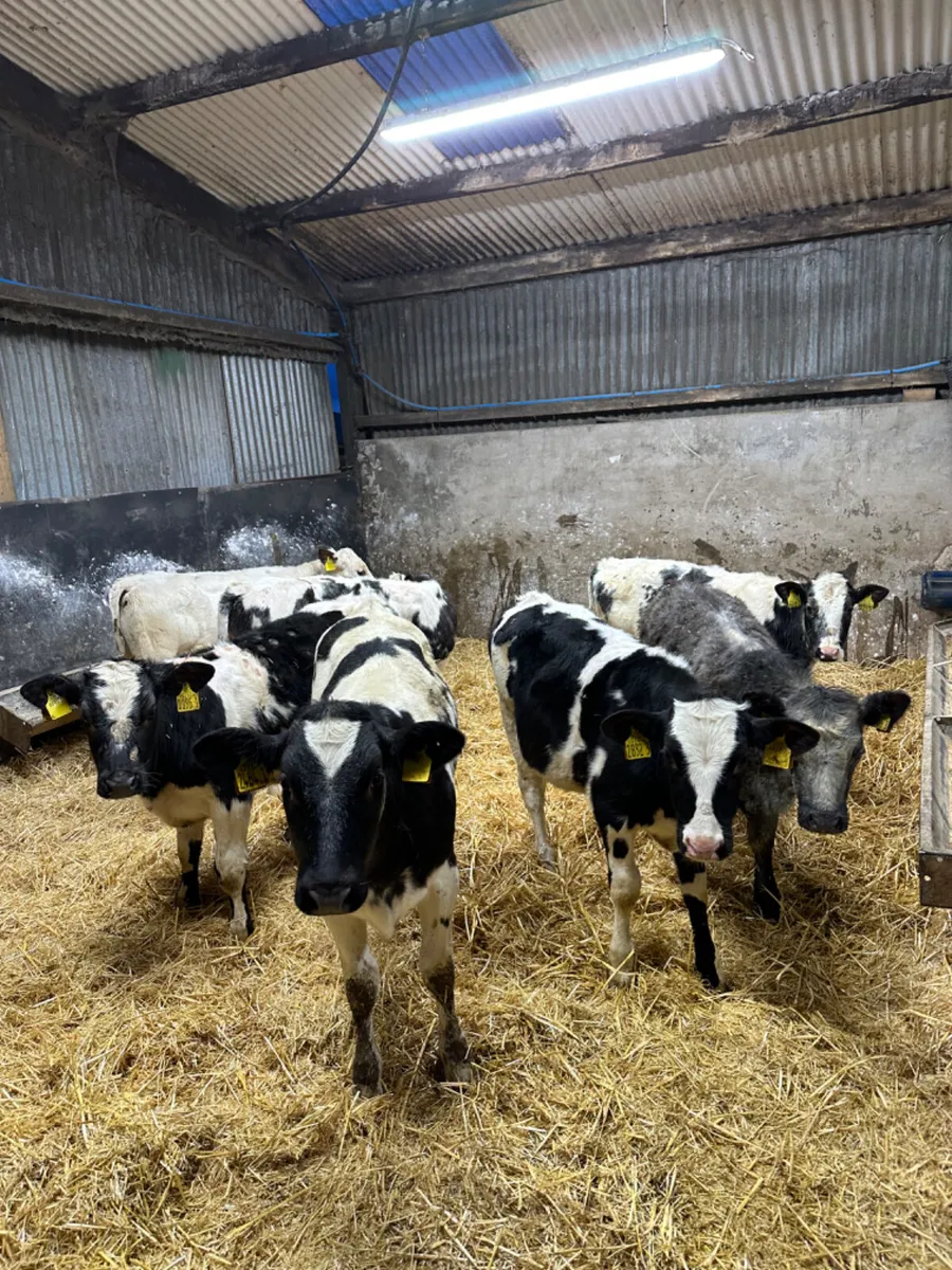 Blue heifers - Image 2