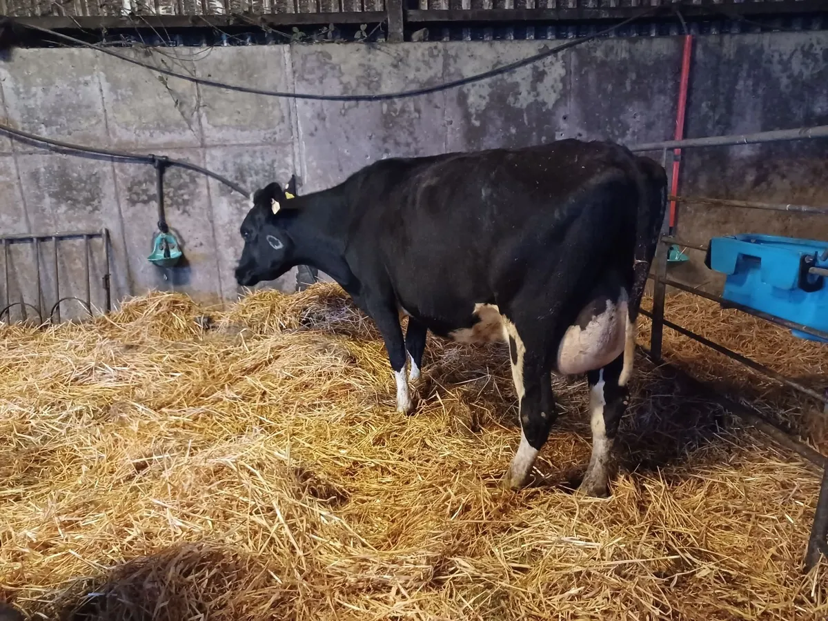 Dairy cattle - Image 2