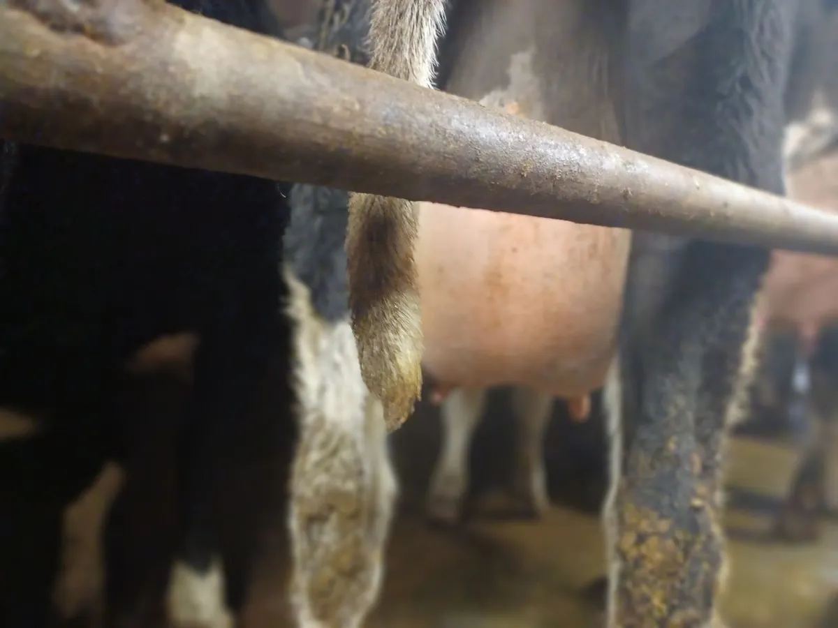 Dairy cattle - Image 3