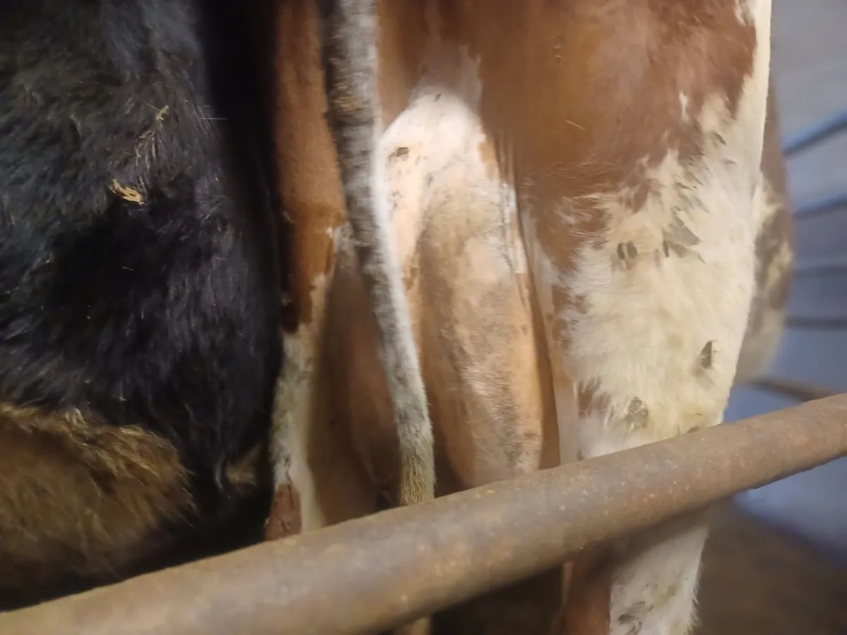 Dairy cattle - Image 4