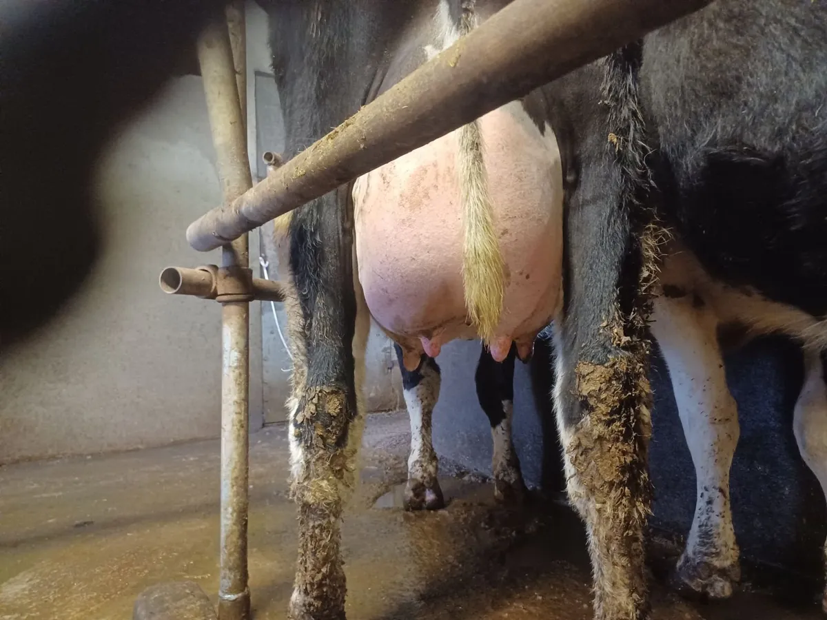 Dairy cattle - Image 1