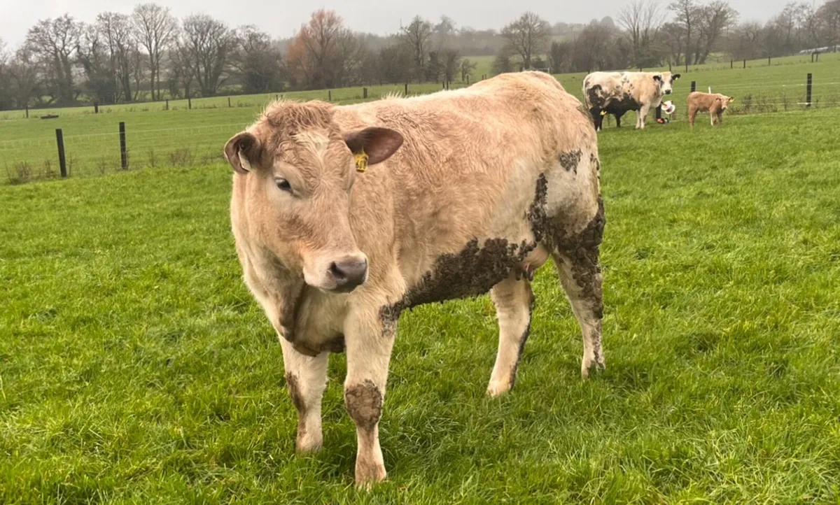 First calved sucklers with calves at foot - Image 2