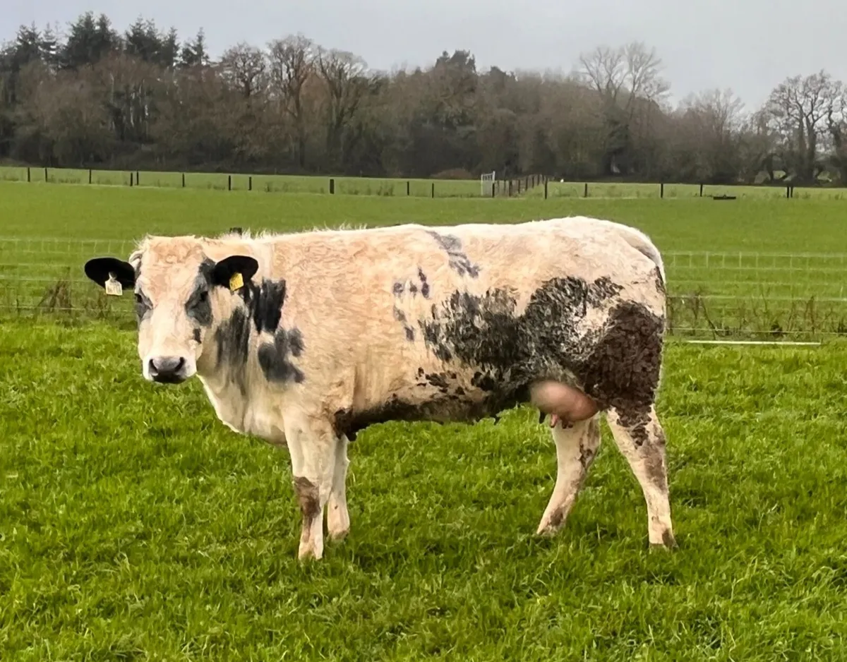 First calved sucklers with calves at foot - Image 3