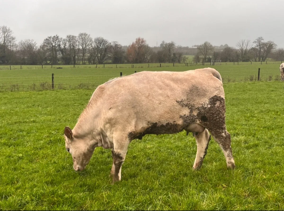 First calved sucklers with calves at foot - Image 4