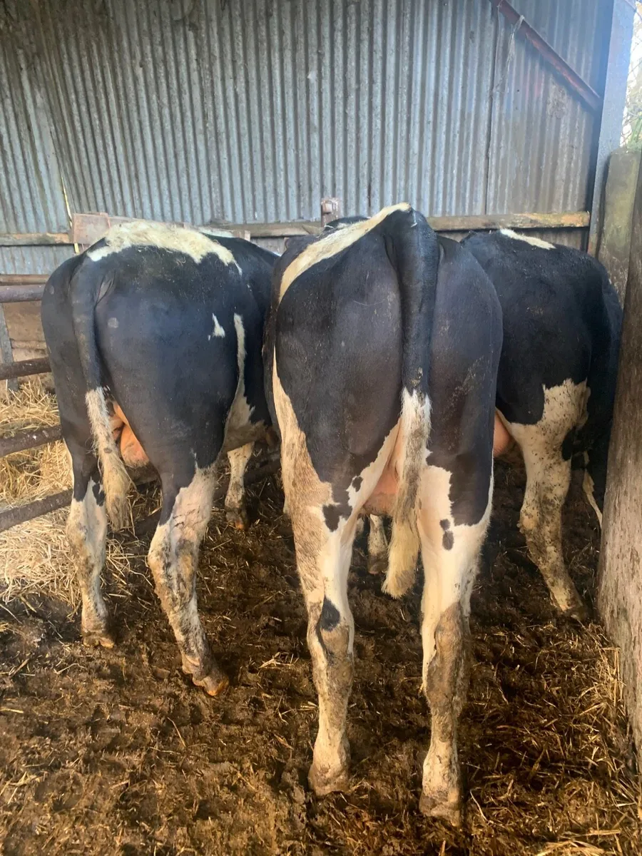 4 British Fr bullocks - Image 1