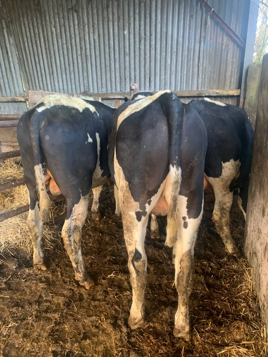 4 British Fr bullocks - Image 2