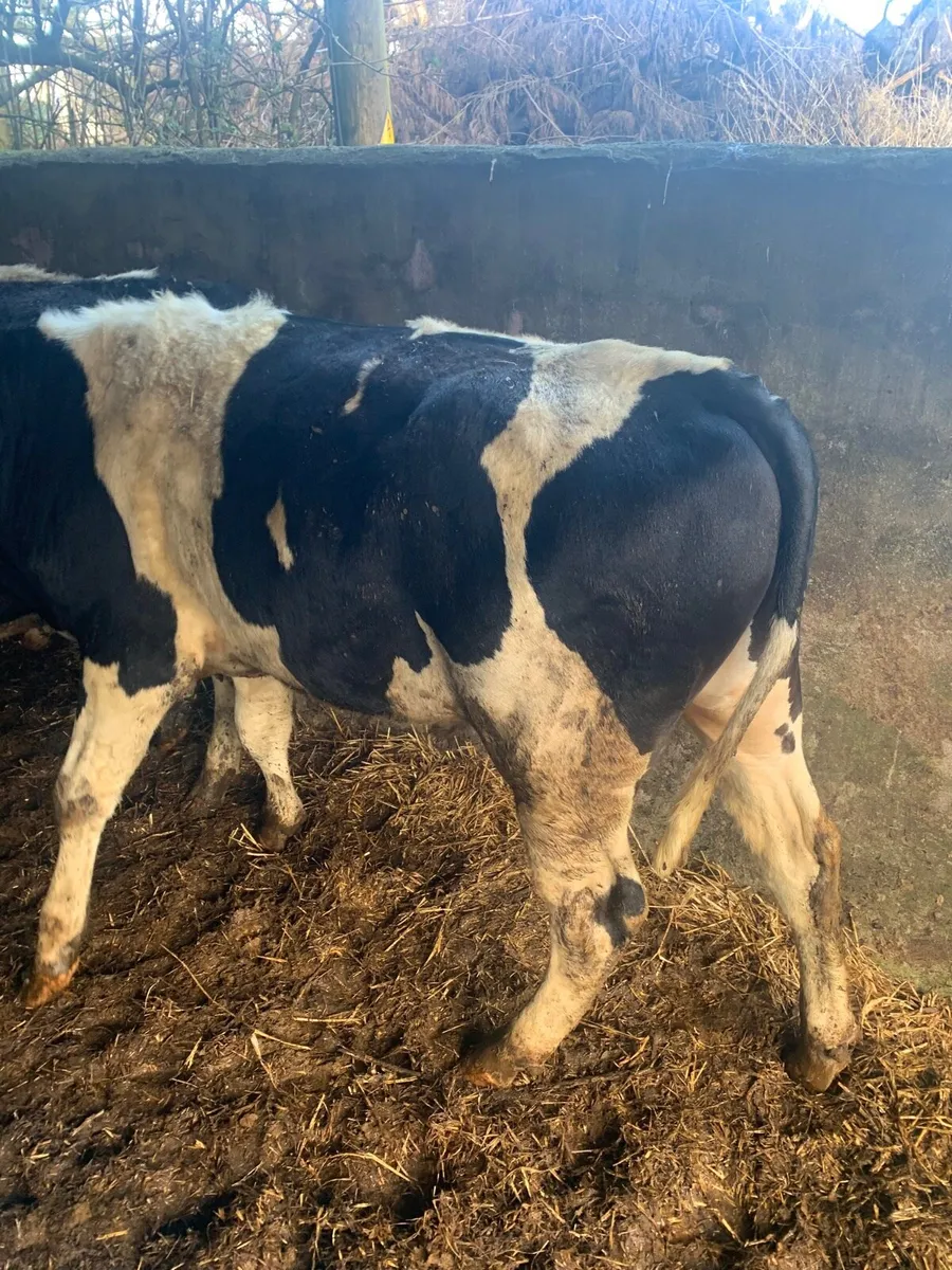 4 British Fr bullocks - Image 3