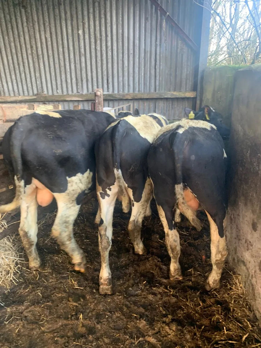 4 British Fr bullocks - Image 4