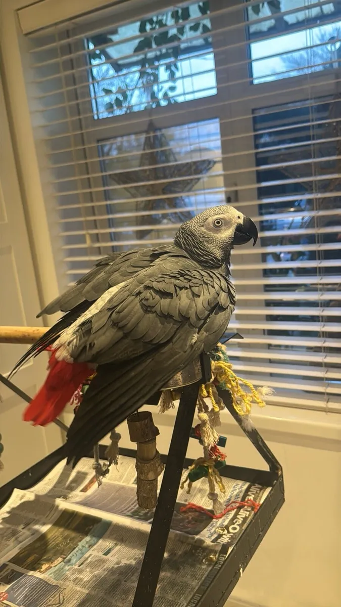 African Grey - Image 2