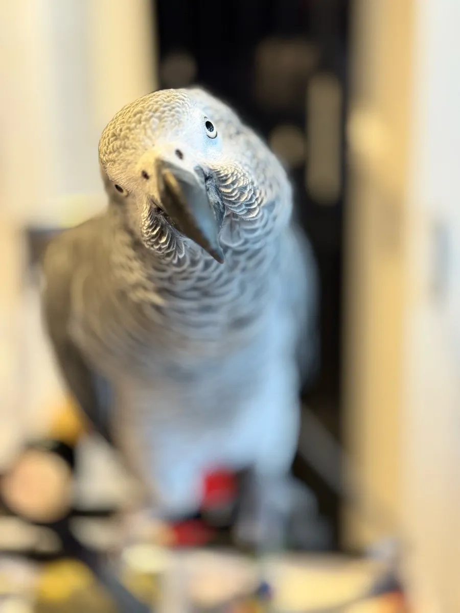 African Grey - Image 4