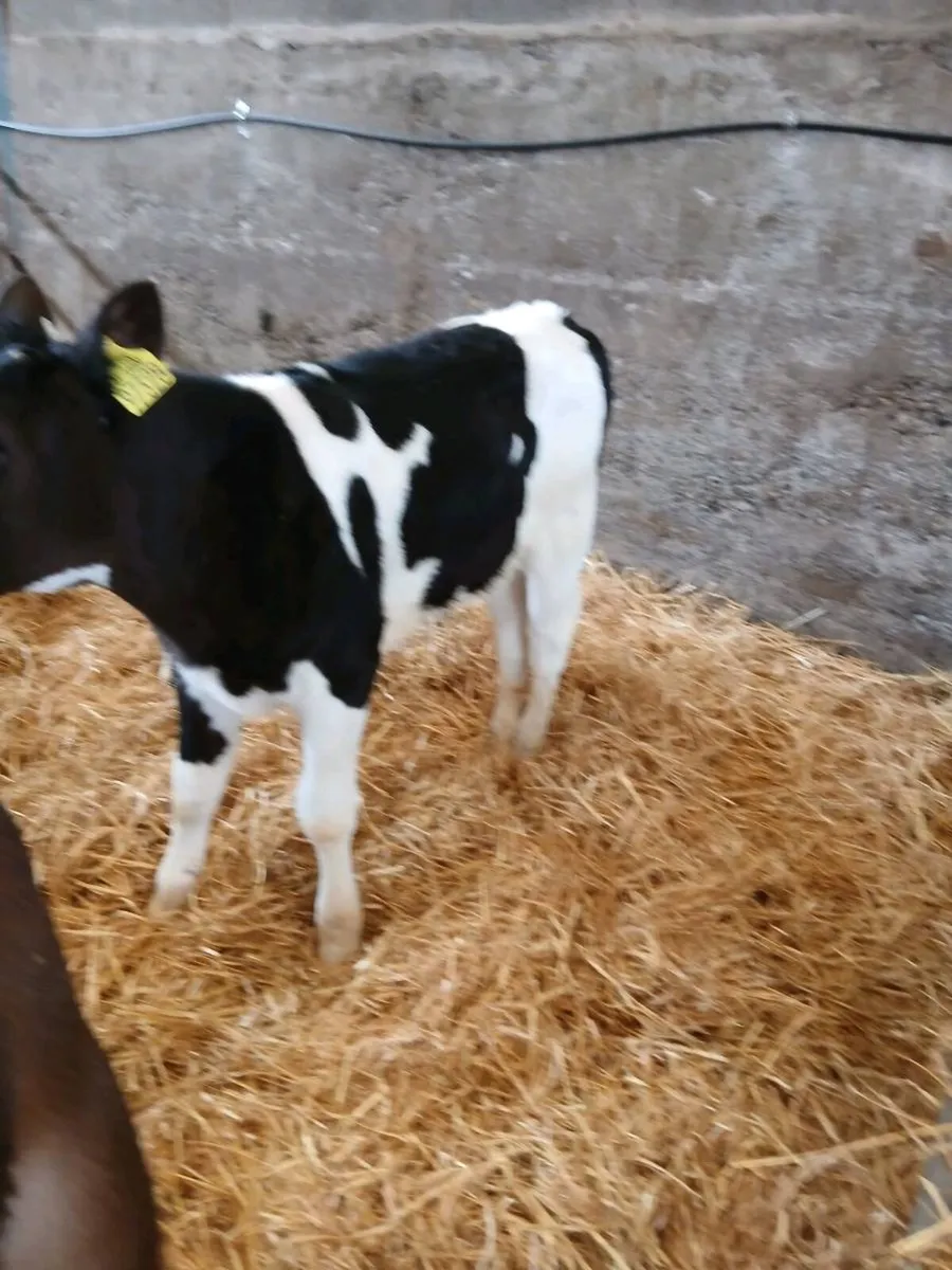 Calves - Image 2