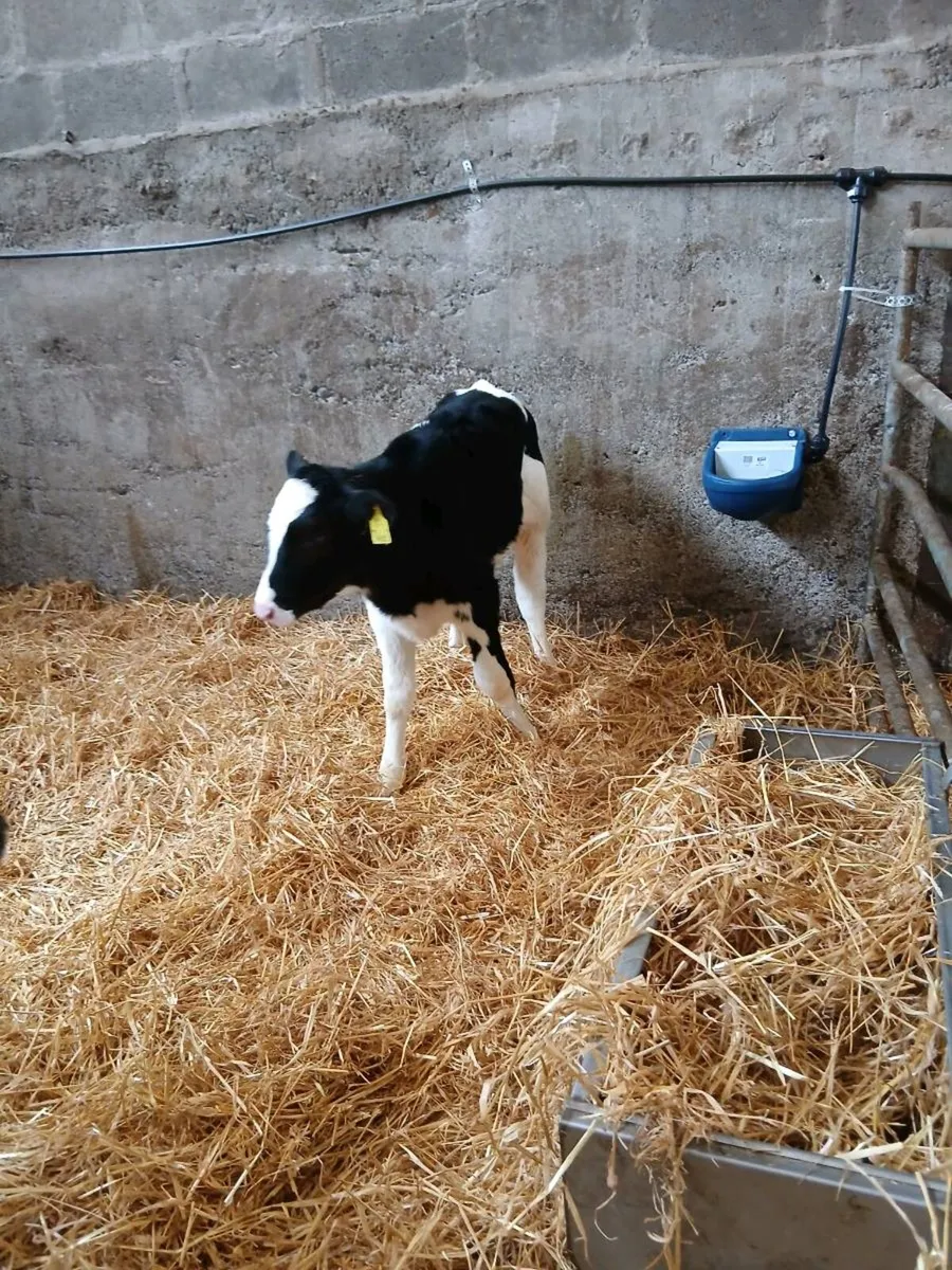 Calves - Image 3