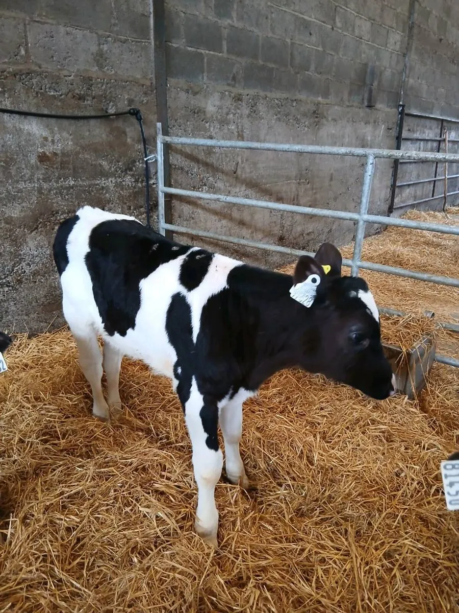 Calves - Image 4