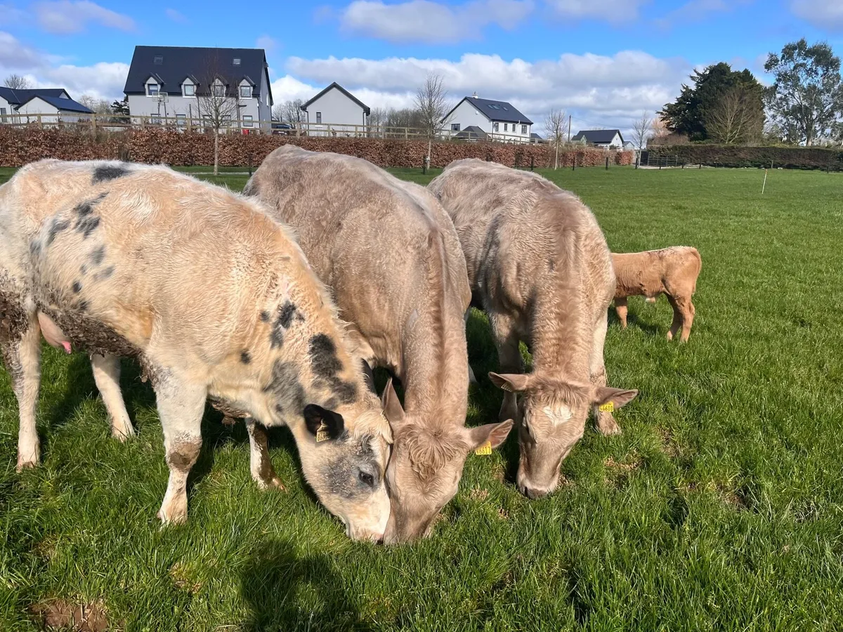 First calved sucklers with calves at foot - Image 1