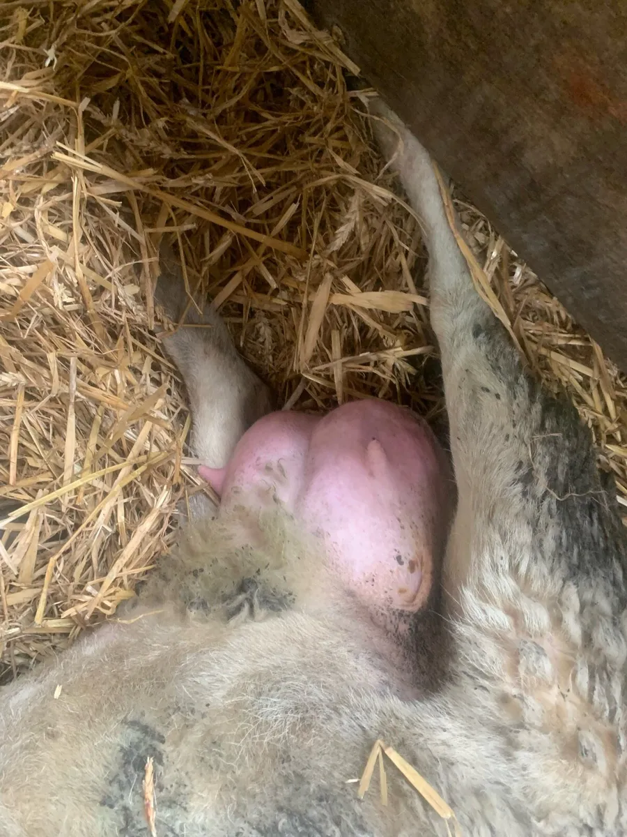 Foster ewe - Image 1