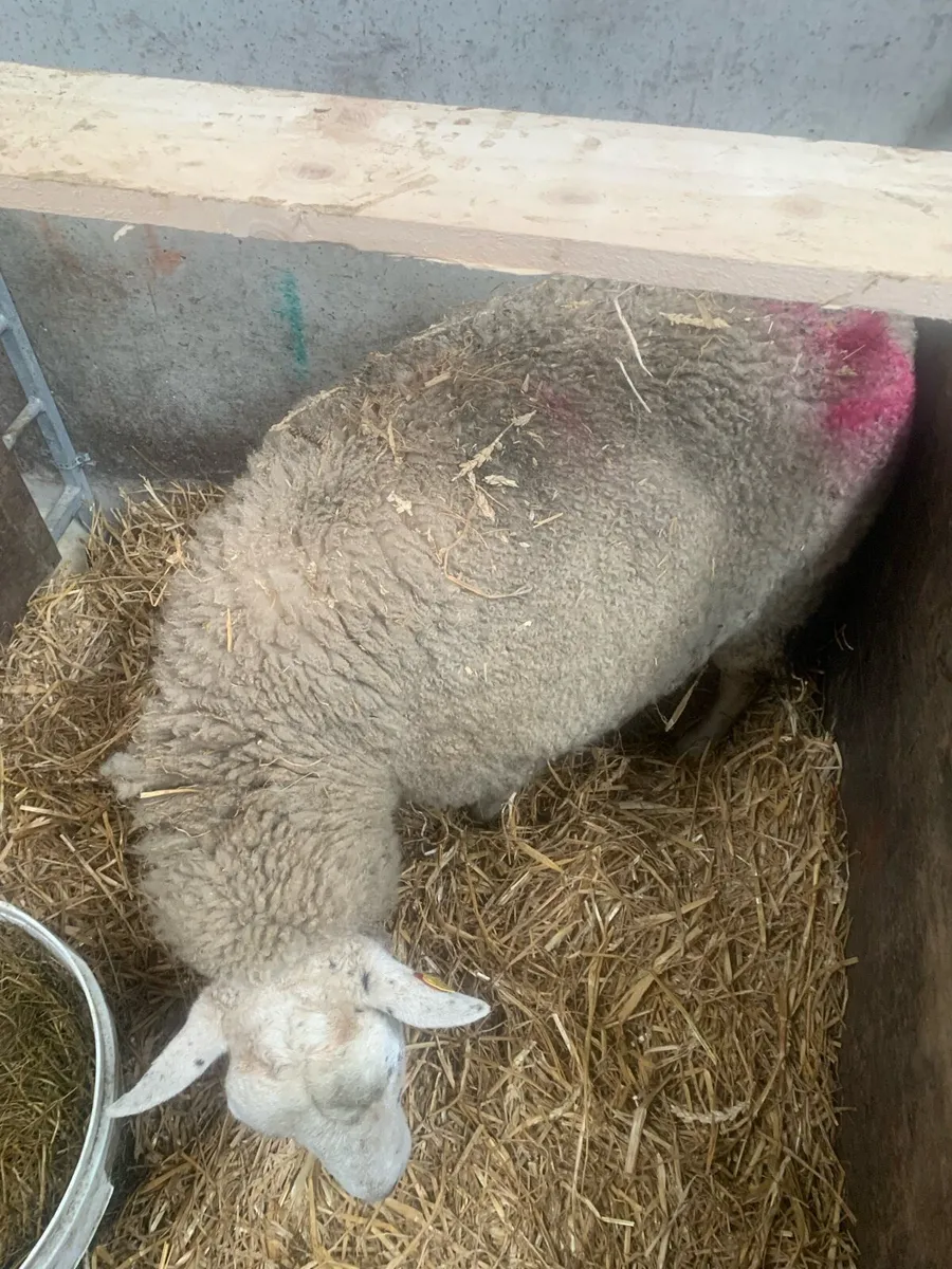 Foster ewe - Image 2