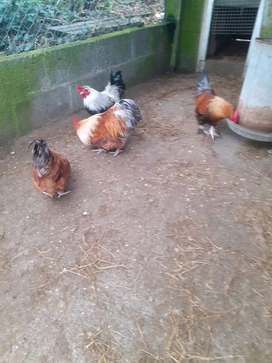 Bantams - Image 3