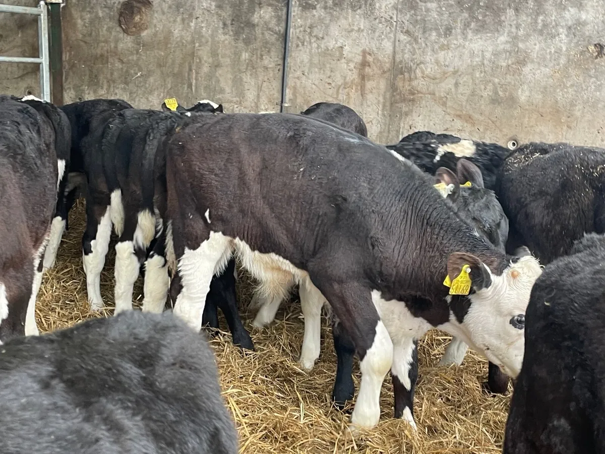 18 outstanding reared bull calves - Image 2