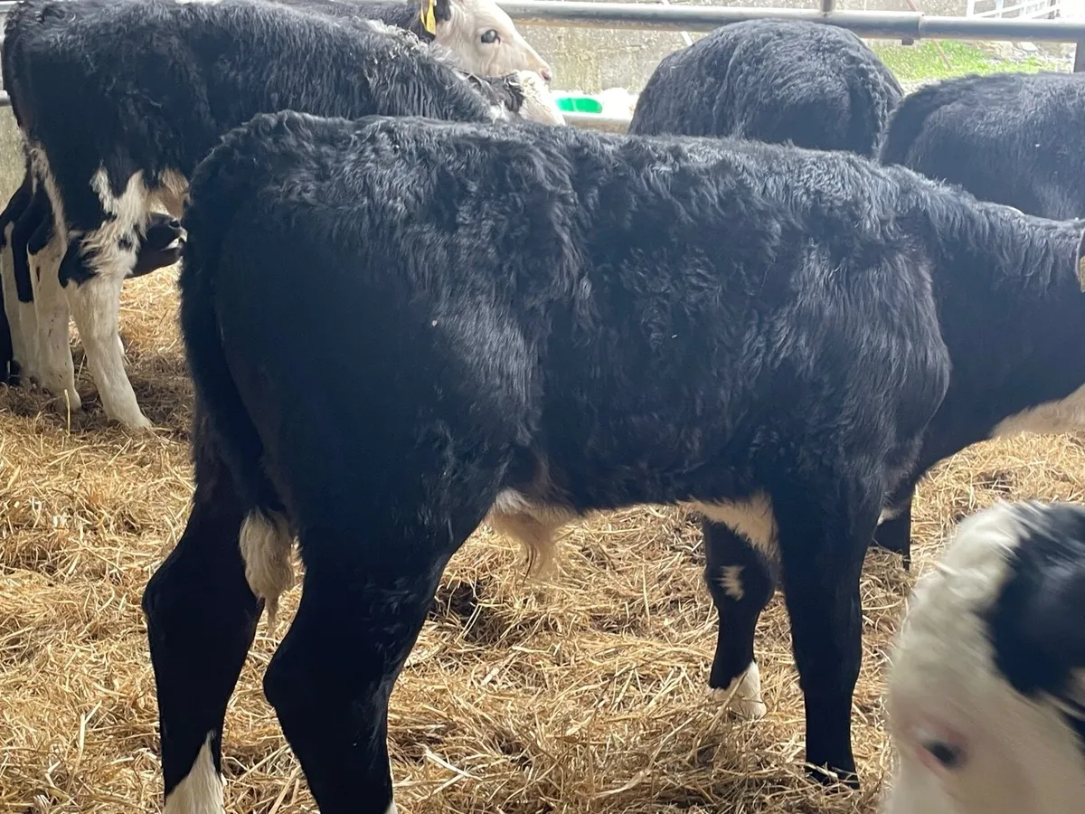 18 outstanding reared bull calves - Image 4