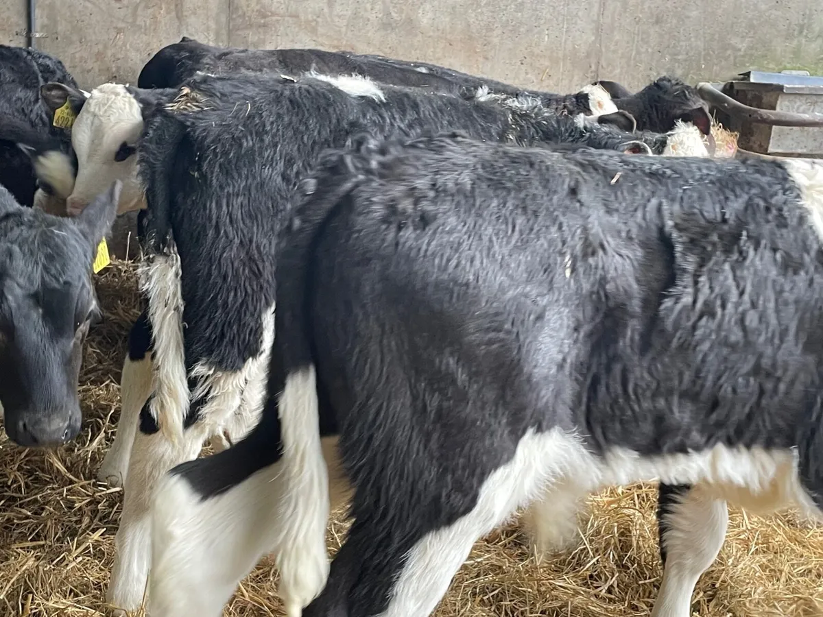 18 outstanding reared bull calves - Image 3