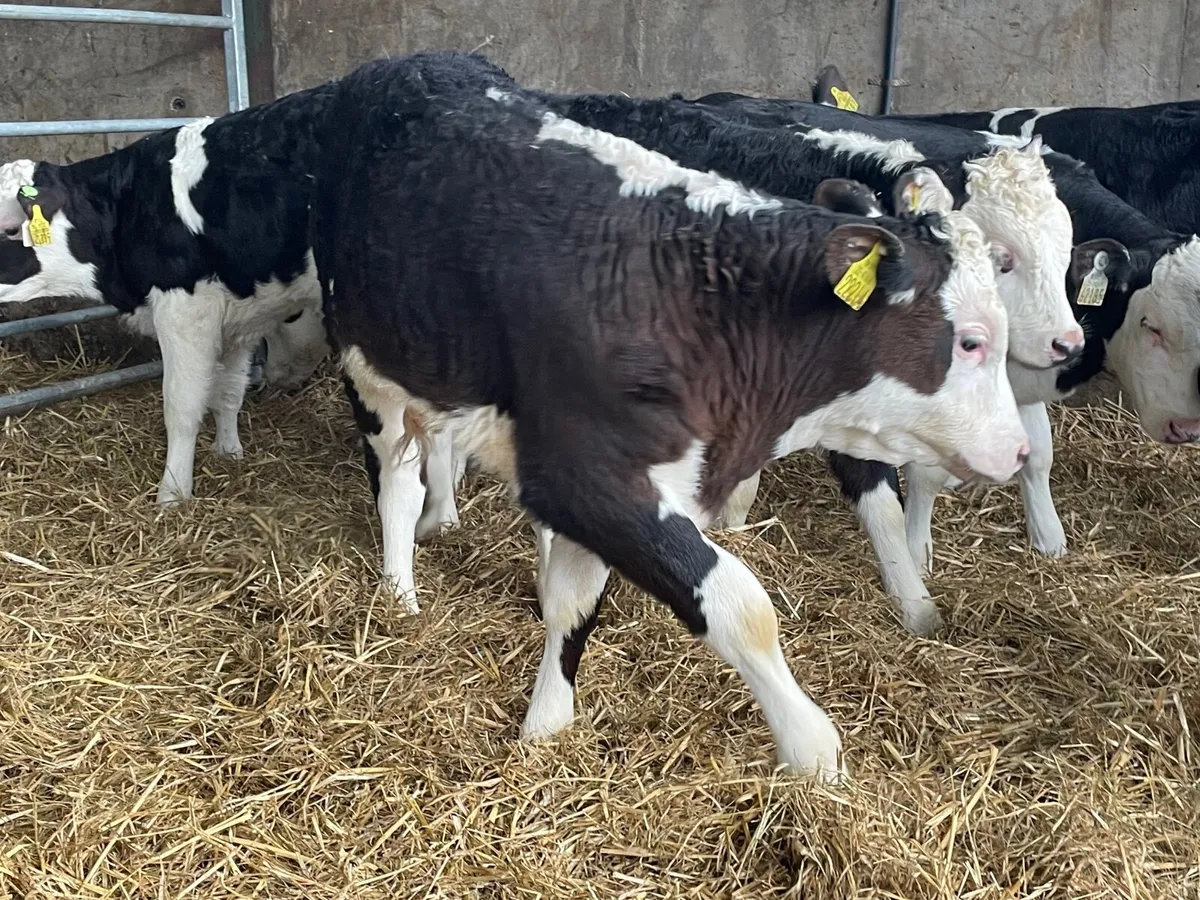 18 outstanding reared bull calves - Image 1