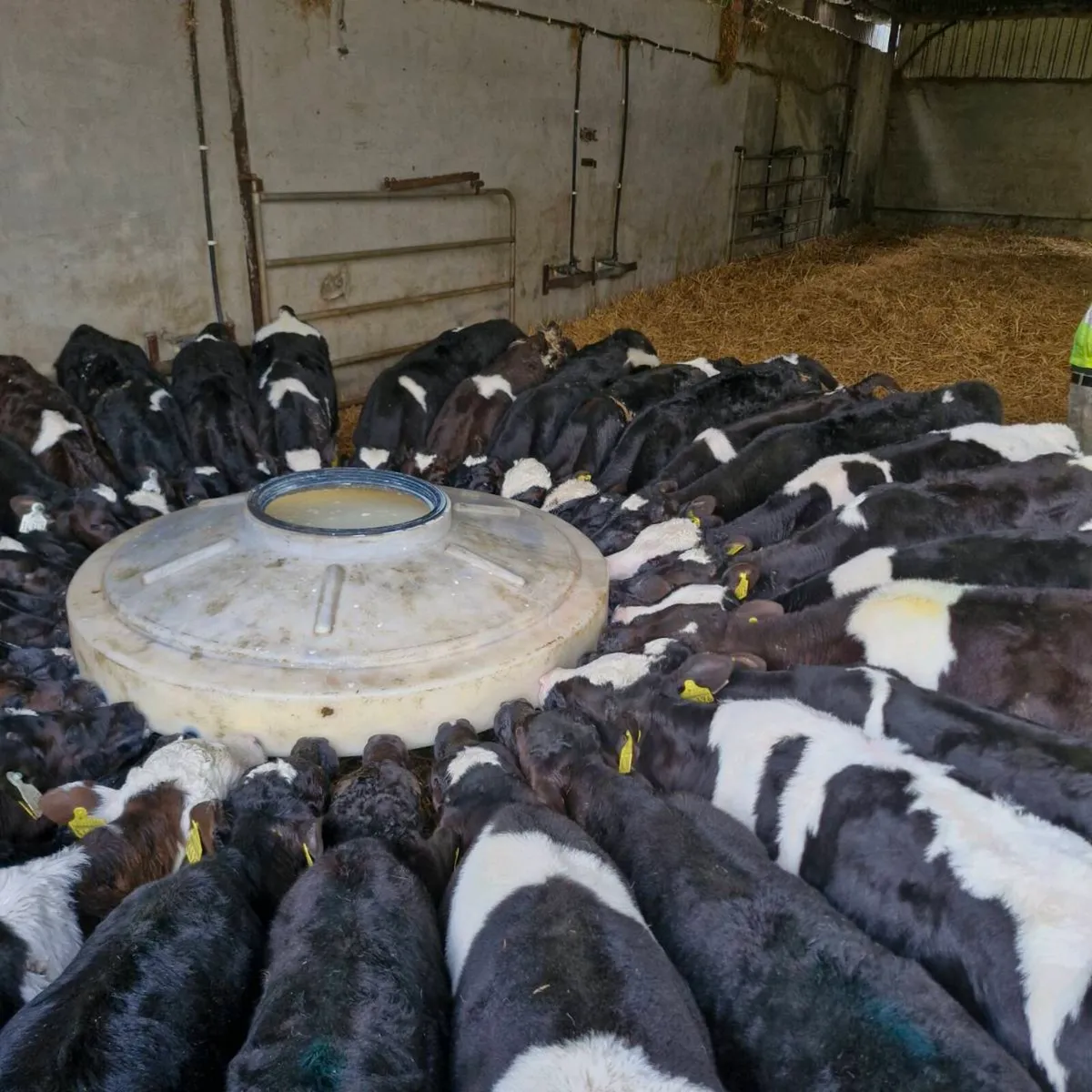 Fr bull calves - Image 1