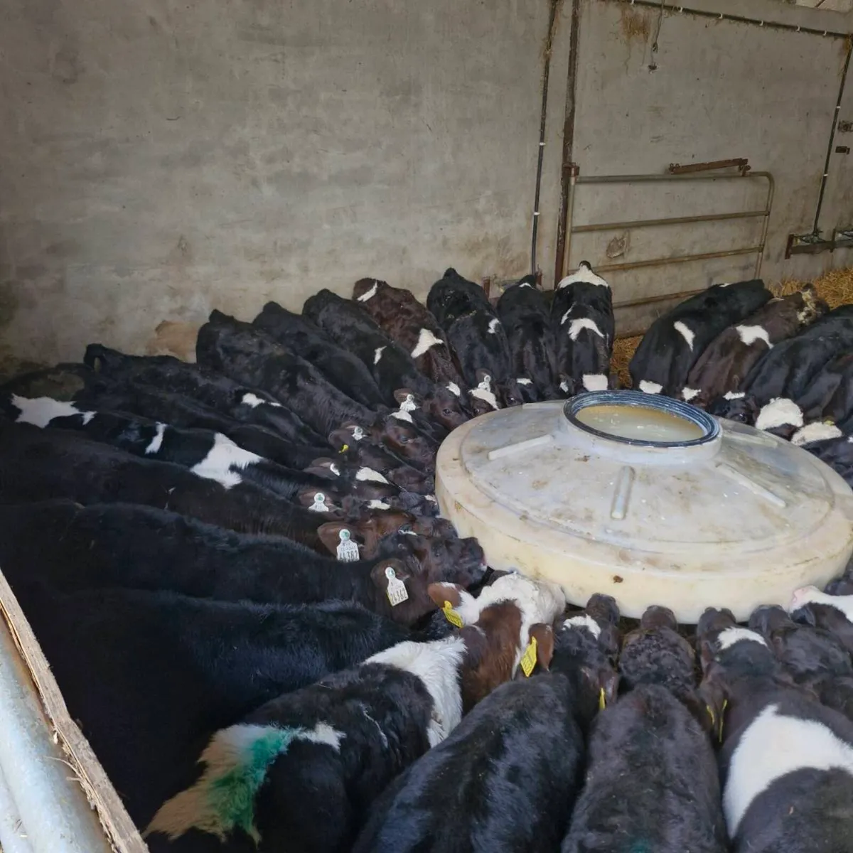 Fr bull calves - Image 2