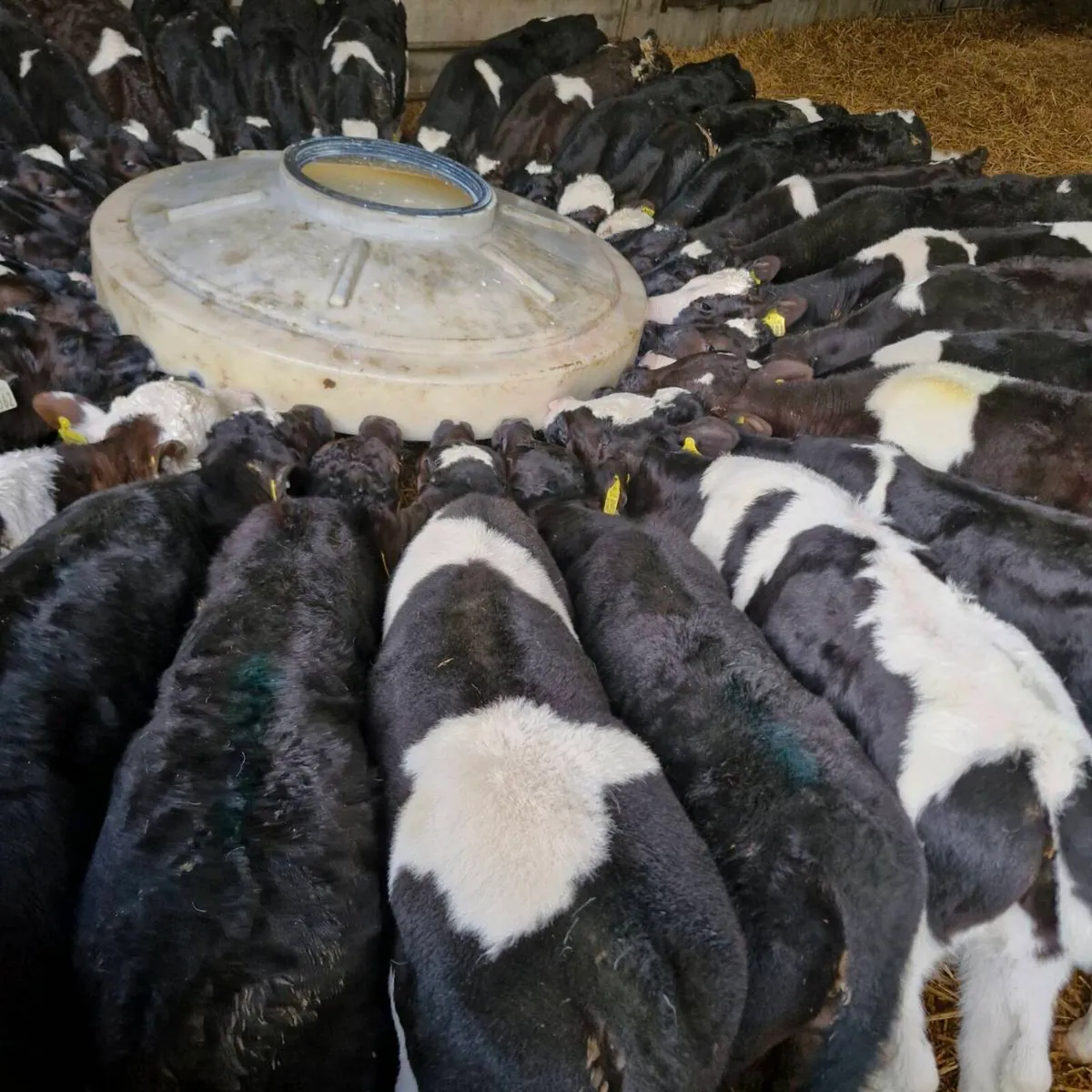 Fr bull calves - Image 3