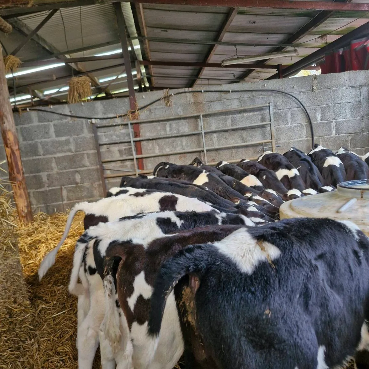 Fr bull calves - Image 4