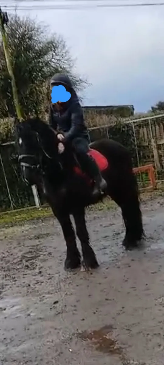 Draught filly & black cob - Image 1