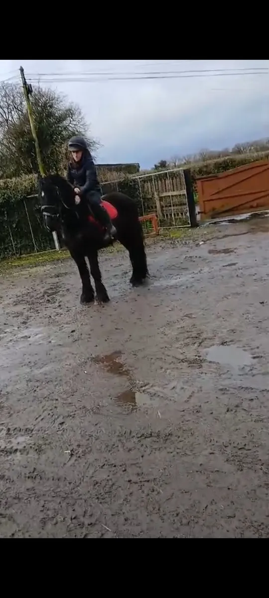 Draught filly & black cob - Image 2