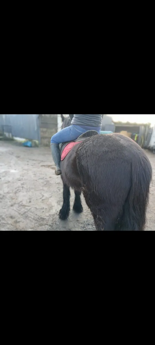 Draught filly & black cob - Image 3