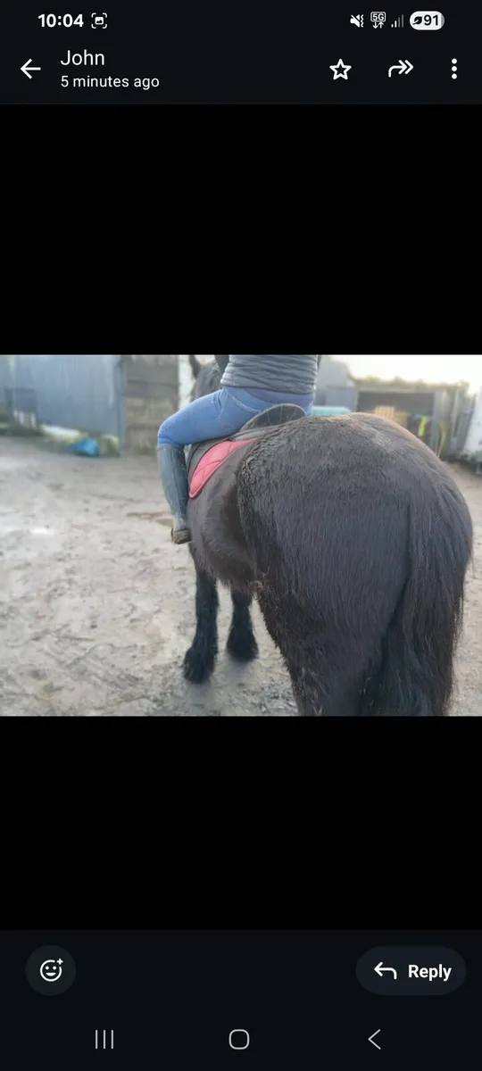 Draught filly & black cob - Image 4