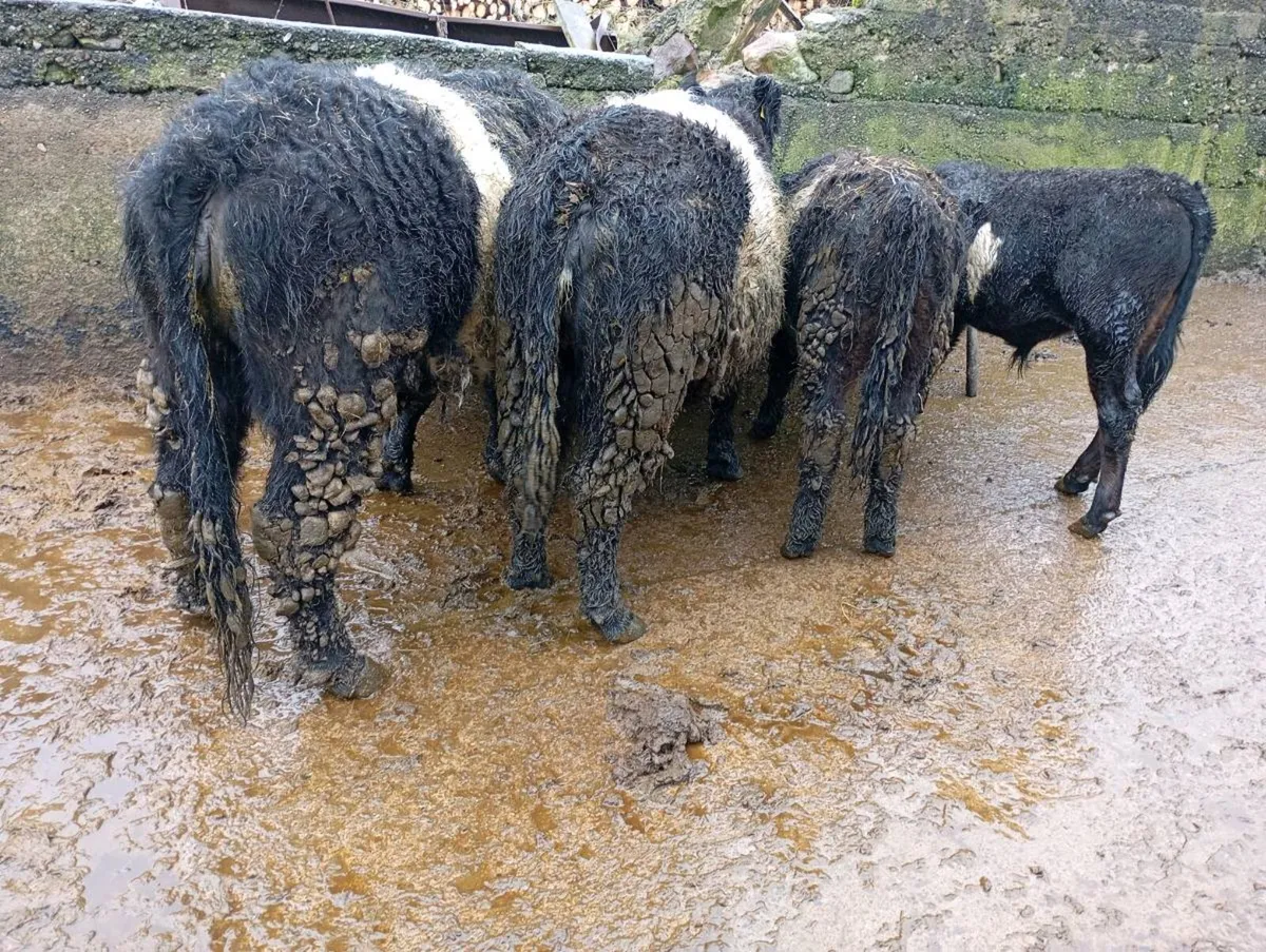 Two cows and calfs - Image 1