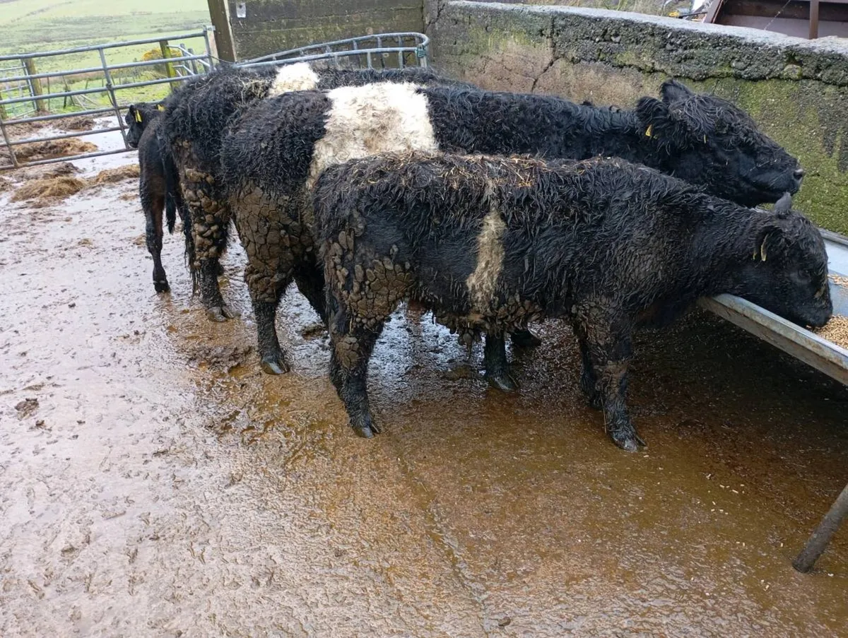 Two cows and calfs - Image 2