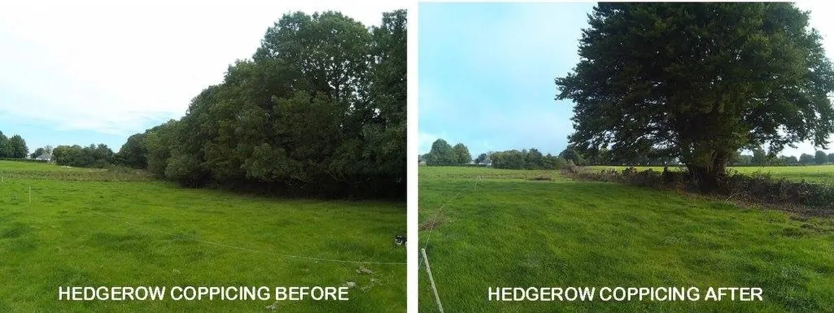 Treewise Tree Service - Image 4