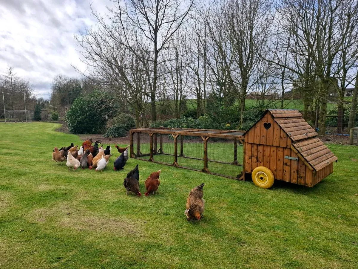 Chicken coop and run - Image 1