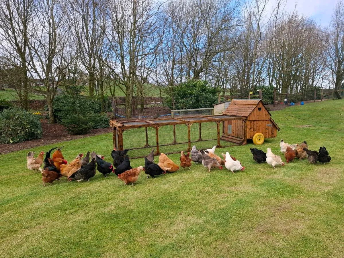 Chicken coop and run - Image 2