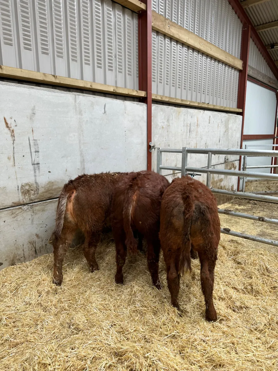 Roaned heifers - Image 4