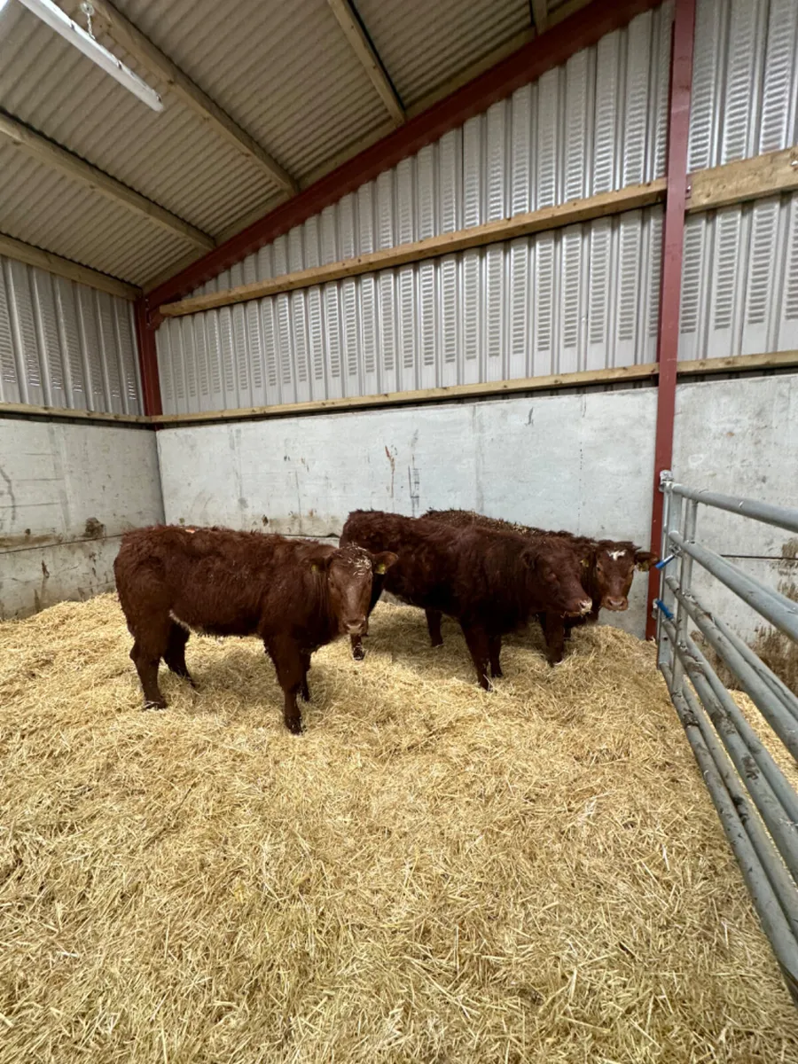 Roaned heifers - Image 1