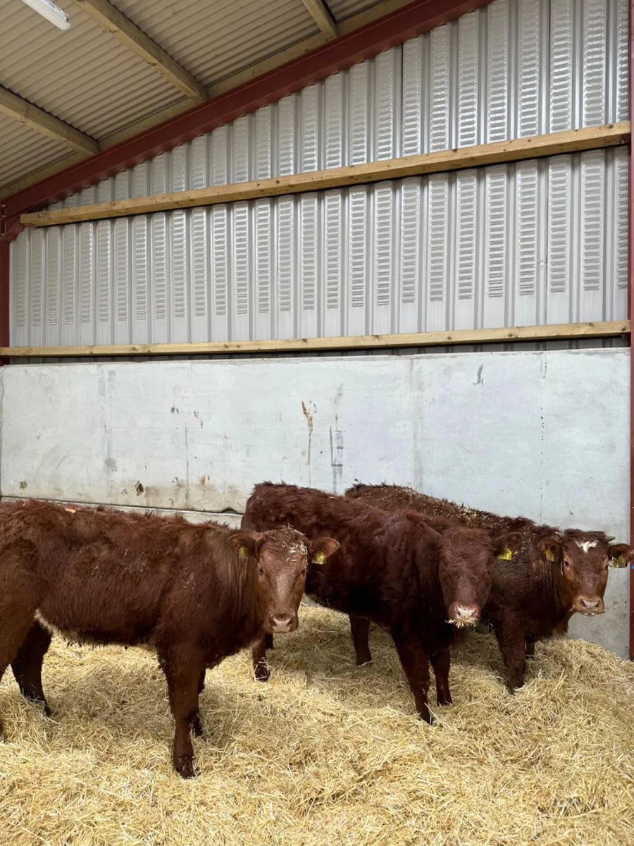 Roaned heifers - Image 2