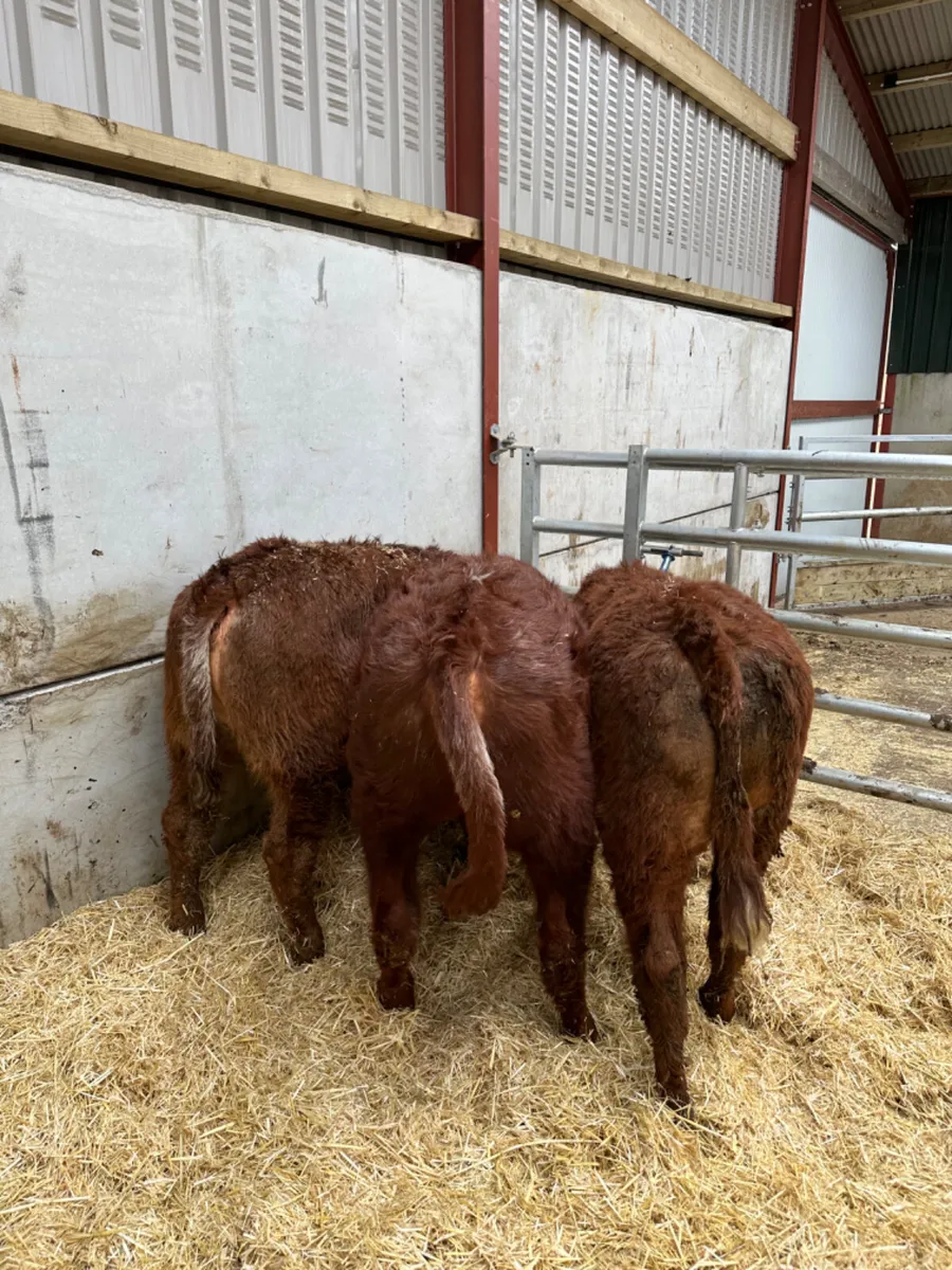 Roaned heifers - Image 3